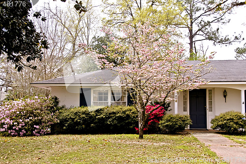 Image of Pink Flowering Dogwood