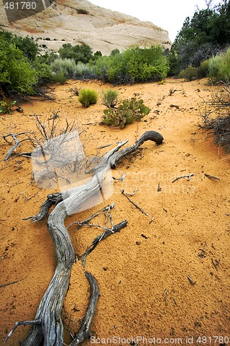 Image of Path to Sand Dunes in Snow Canyon - Utah