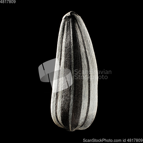 Image of Macro shot of seed on isolated black background, close-up