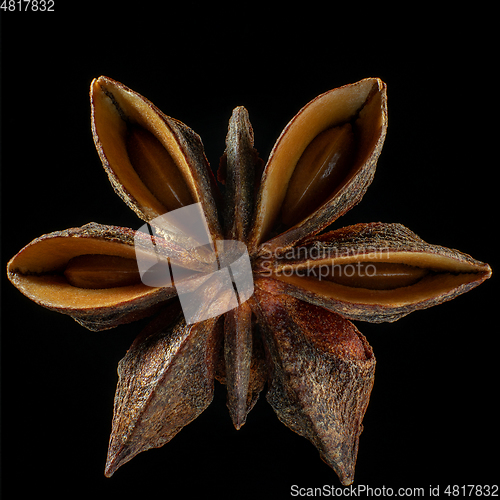 Image of Macro shot of seed on isolated black background, close-up