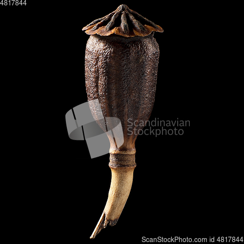 Image of Macro shot of seed on isolated black background, close-up