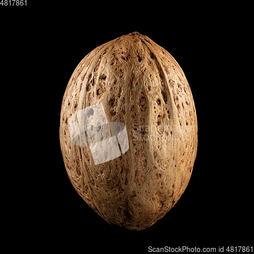 Image of Macro shot of seed on isolated black background, close-up