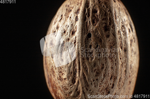 Image of Macro shot of seed on isolated black background, close-up