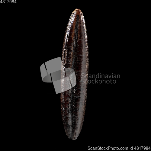 Image of Macro shot of seed on isolated black background, close-up