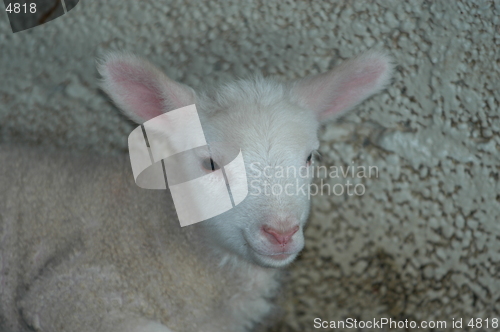 Image of Lamb_22.04.2005