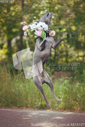 Image of thai ridgeback dog in flower wreath