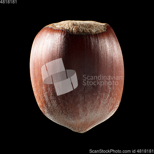 Image of Macro shot of seed on isolated black background, close-up