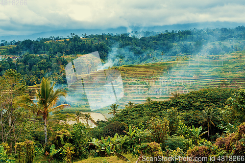 Image of typical beautiful Rice terraced paddy fields