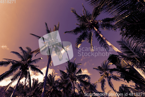 Image of coco palm tree against blue sky