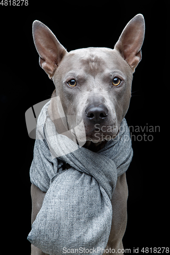 Image of beautiful thai ridgeback dog in grey scarf