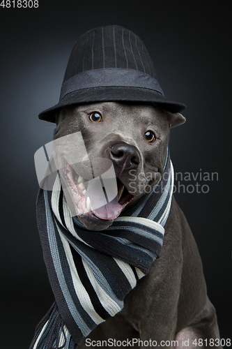 Image of beautiful thai ridgeback dog in hat and scarf