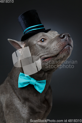 Image of beautiful thai ridgeback dog in high hat and bow