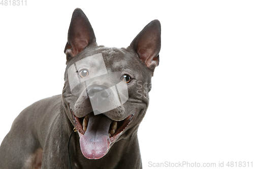 Image of beautiful blue thai ridgeback dog