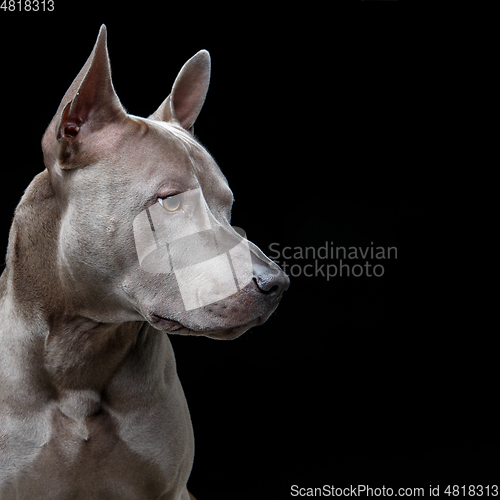 Image of beautiful blue thai ridgeback dog