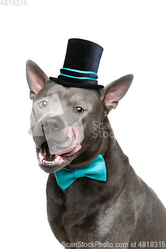 Image of beautiful thai ridgeback dog in high hat and bow