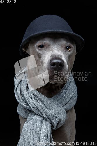 Image of beautiful thai ridgeback dog in cap and scarf