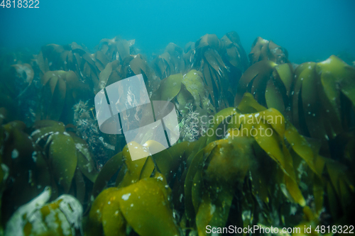 Image of underwater landscape in Norway