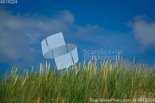 Image of high green grass on sky background