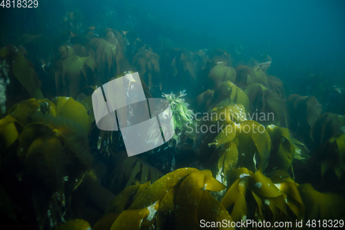 Image of underwater landscape in Norway