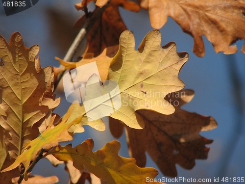 Image of autumn oak leaves over blue sky