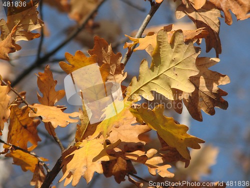 Image of autumn oak leaves over blue sky 1