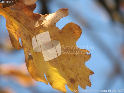 Image of autumn oak leaf over blue sky 