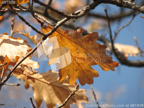 Image of autumn oaks leaves over blue sky 2