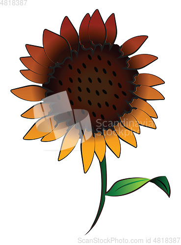 Image of A sunflower with stem vector or color illustration
