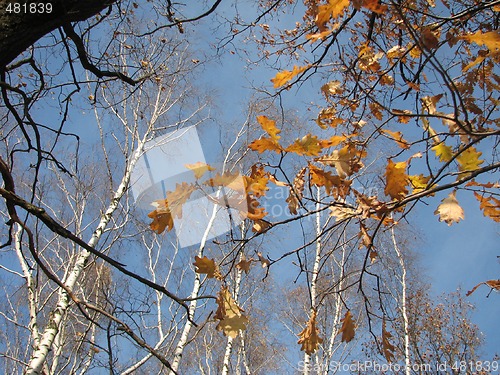 Image of autumn oak leaves and birches 