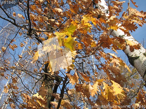 Image of autumn oaks, birches and blue sky