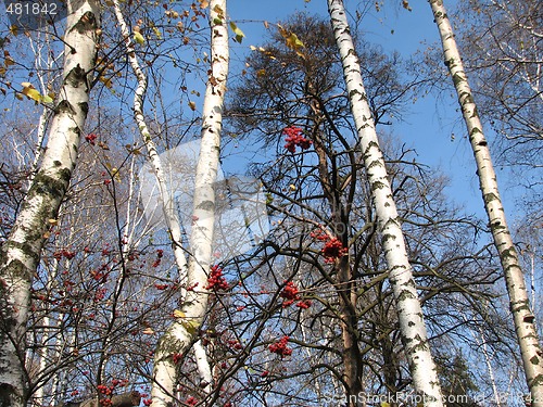Image of autumn oaks, birches and rowan-berry 1