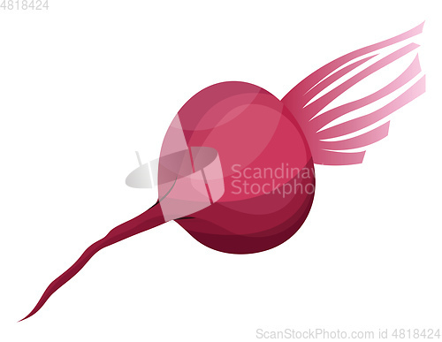 Image of Bright pink beetroot vector illustration of vegetables on white 