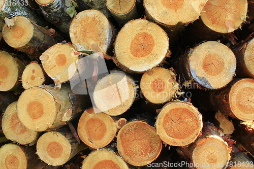 Image of lumber from pines and birches