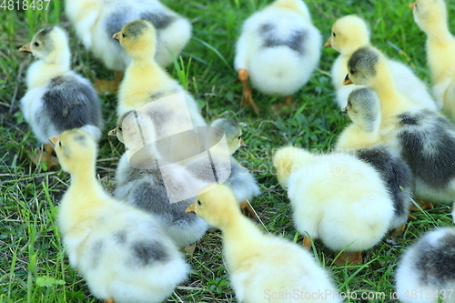 Image of brood of goslings on the grass
