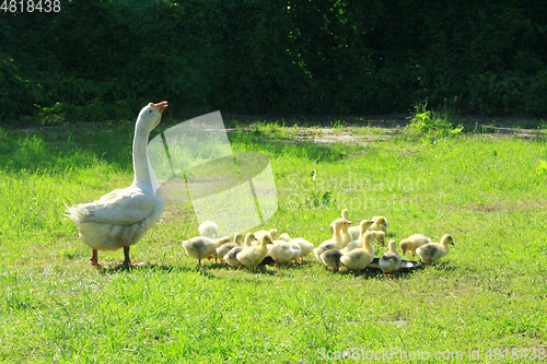 Image of goslings with goose on the grass