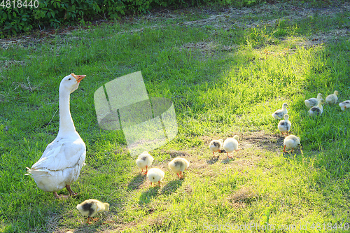 Image of goslings with goose on the grass