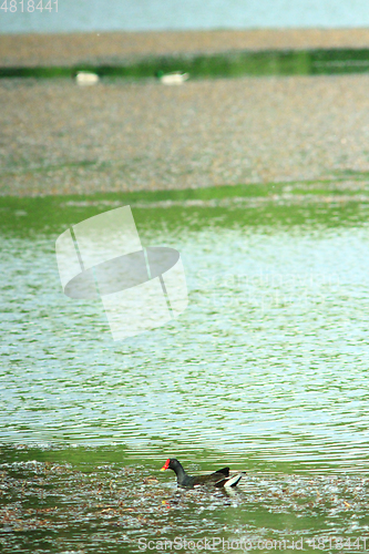 Image of duck of Eurasian coot on the pond