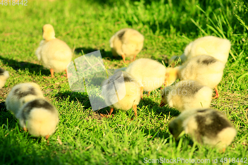 Image of brood of goslings on the grass