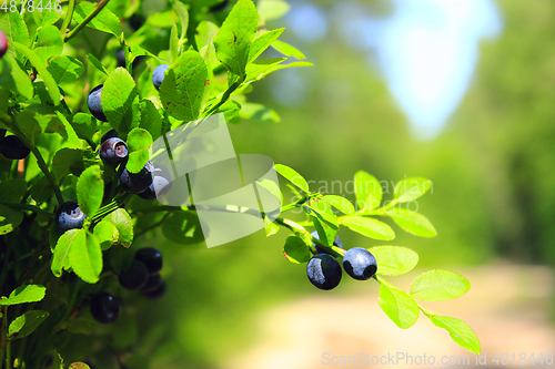 Image of bush with bilberry in the forest