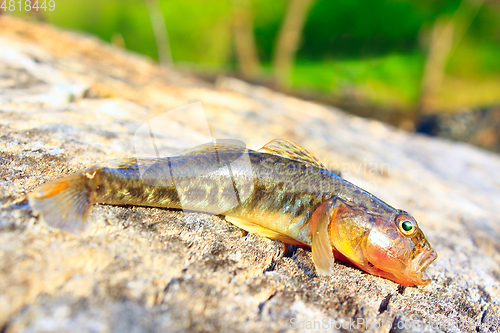 Image of small caught gudgeon