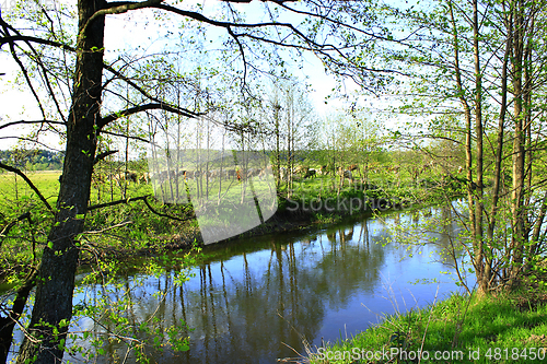 Image of cows on the pasture near the river