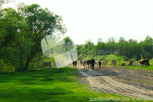 Image of cows comes back from pasture with herder