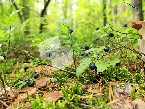 Image of bush with bilberry in the forest