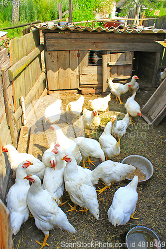 Image of domestic hens on the poultry farm