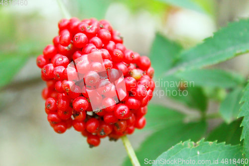 Image of Branch with the wolf berries Sambucus racemosa