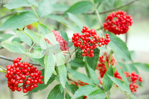Image of clusters of wolf berries Sambucus racemosa