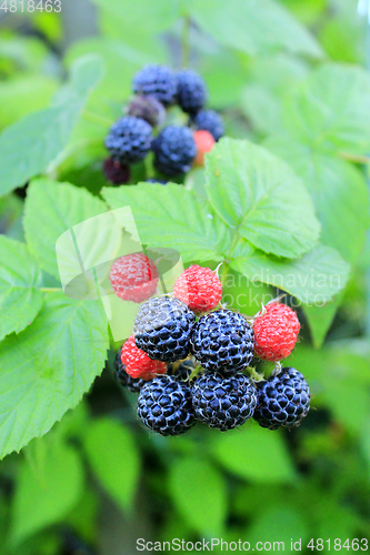 Image of black raspberry on the bush