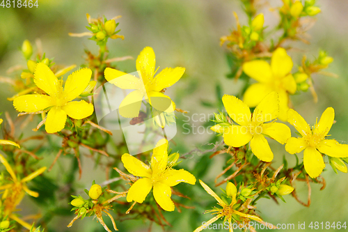 Image of Yellow beautiful flowers of St.-John's wort