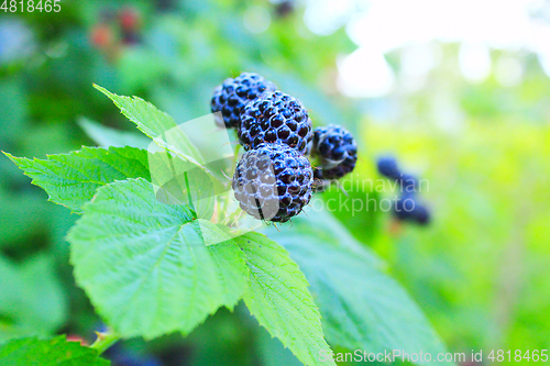 Image of black raspberry on the bush
