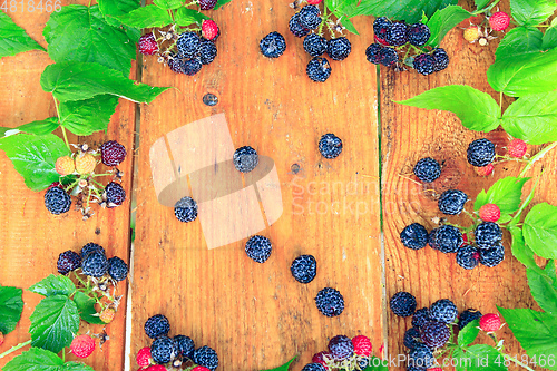 Image of still life from black raspberry and green leaves